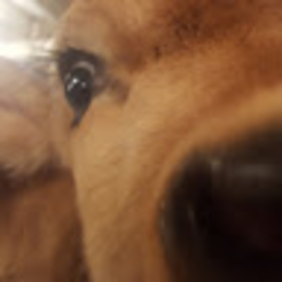 Meet your Posher, Riley - Picture 1 of 1